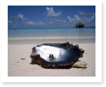 The Pearl book report