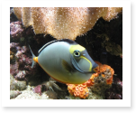 writing a dissertation