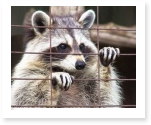 articles about animal right