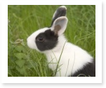 Book Report on Peter Rabbit