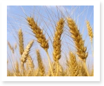 Agriculture research paper