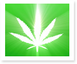 Research Papers on Marijuana