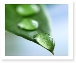 Research Papers about Plants