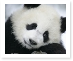 essay on animals