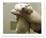 animal research essay