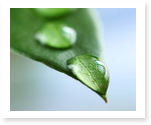 Research Papers about Plants